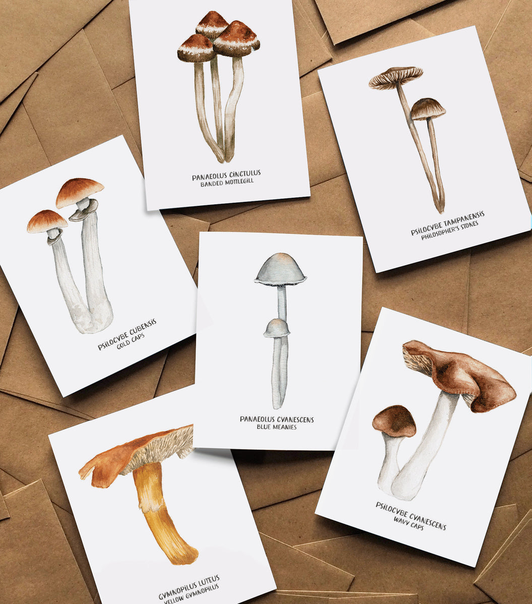 MAGICMUSHROOMBOXSETSHOWCASE_12