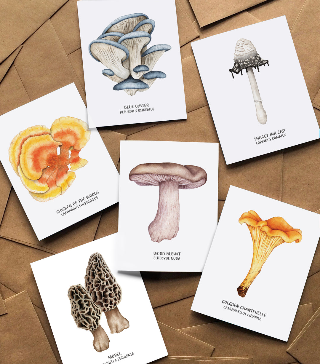 WILDMUSHROOMBOXSETSHOWCASE_108